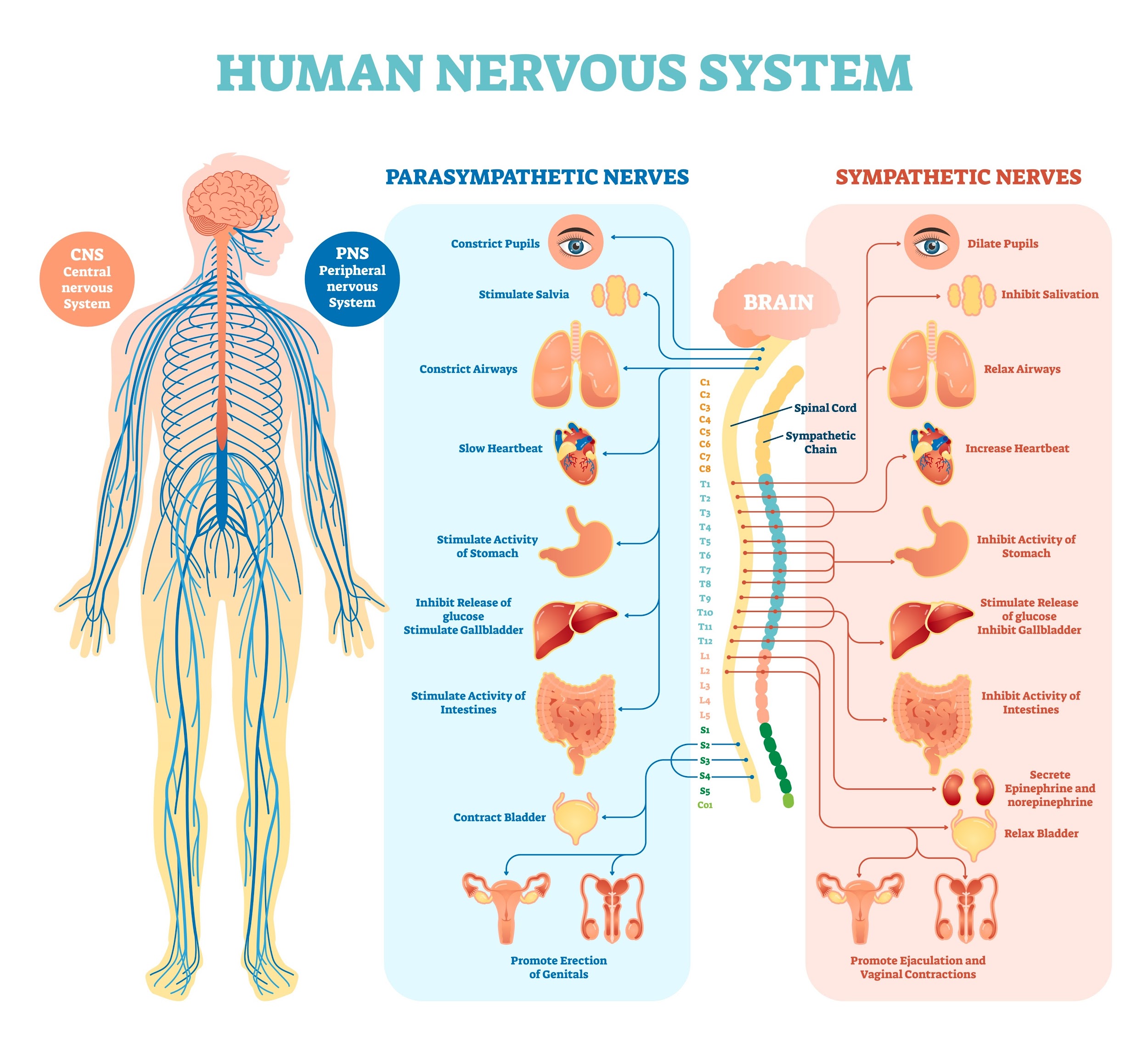 Image of autonomic nervous system diagram