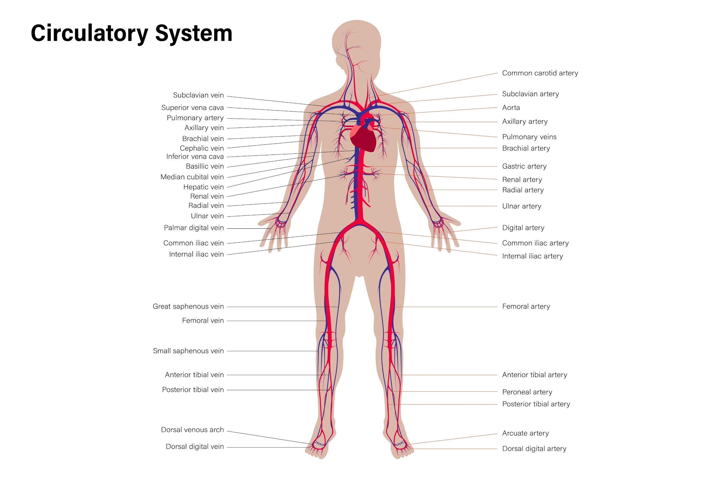 Image of cardiovascular system