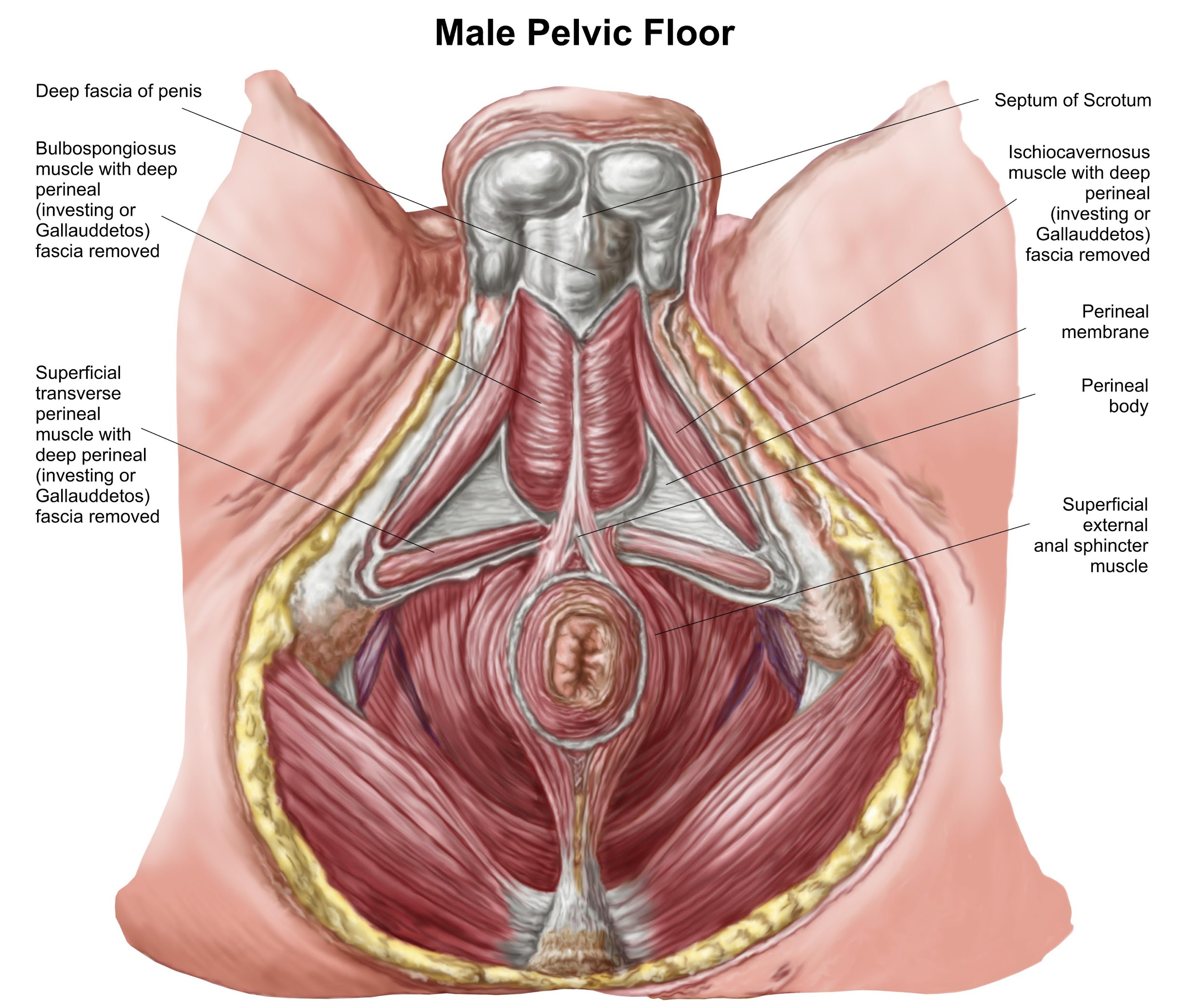Image of male pelvic floor muscles anatomy