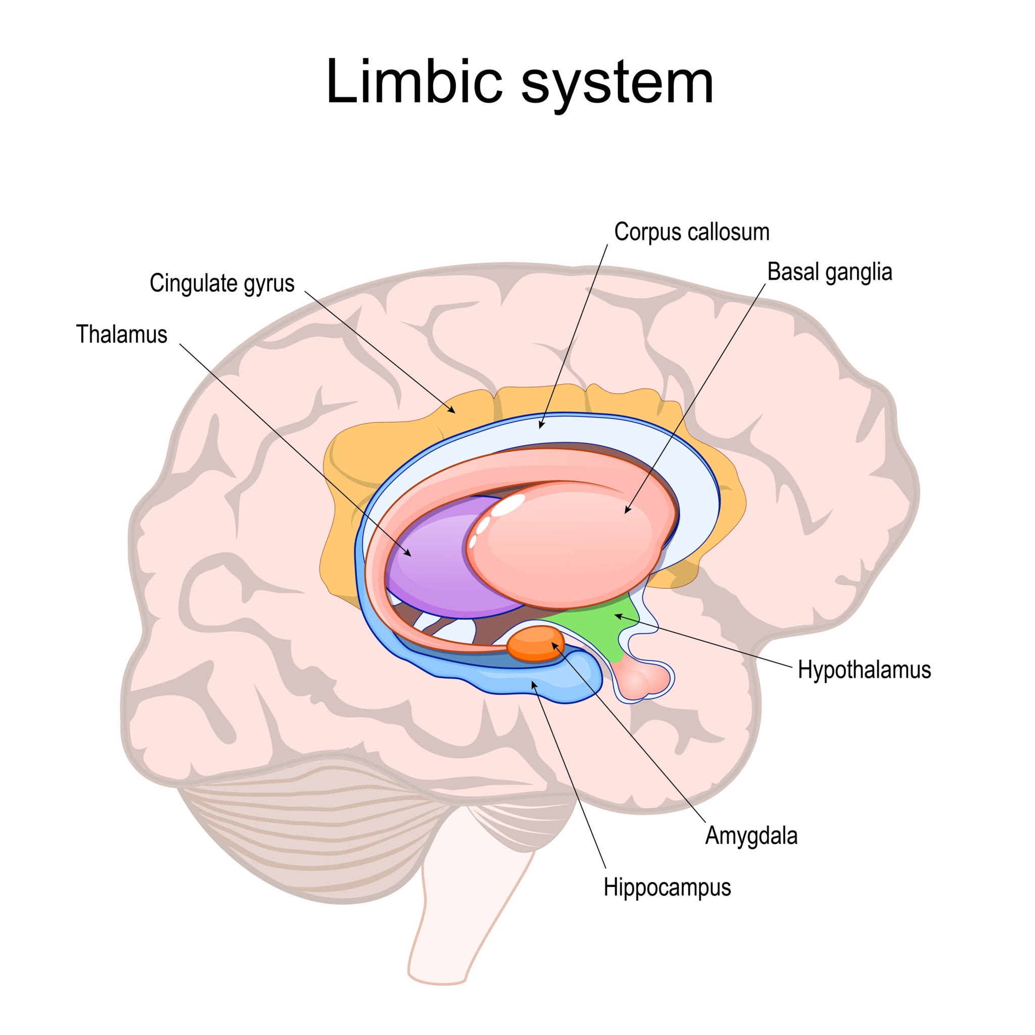 the limbic system in the human brain, AI generated